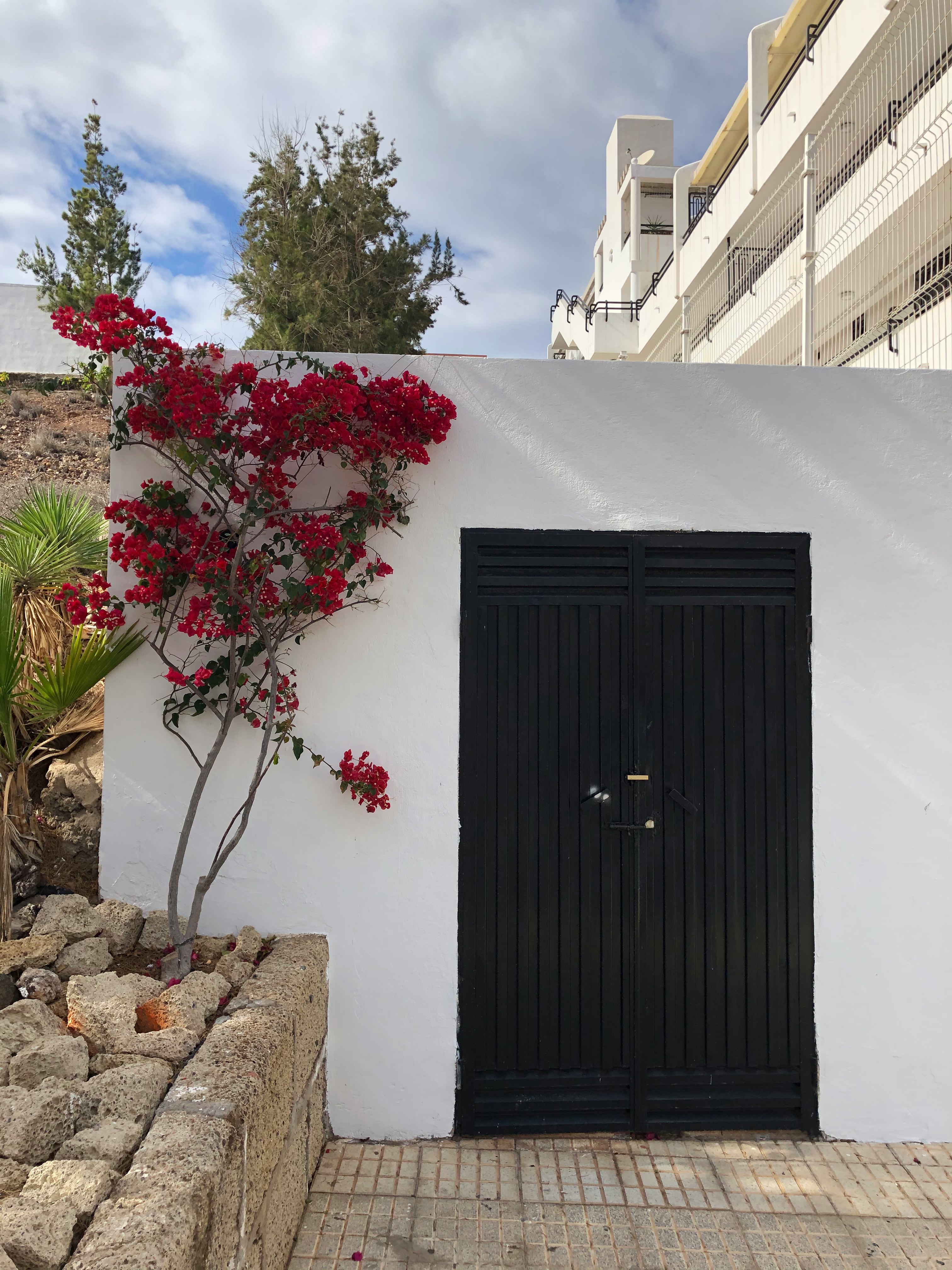 black wooden door near red flowers